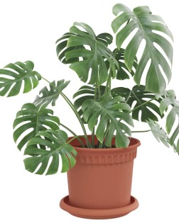 Kerek virág tálca 6 pcs tégla vörös ø 14 x 2 cm műanyag